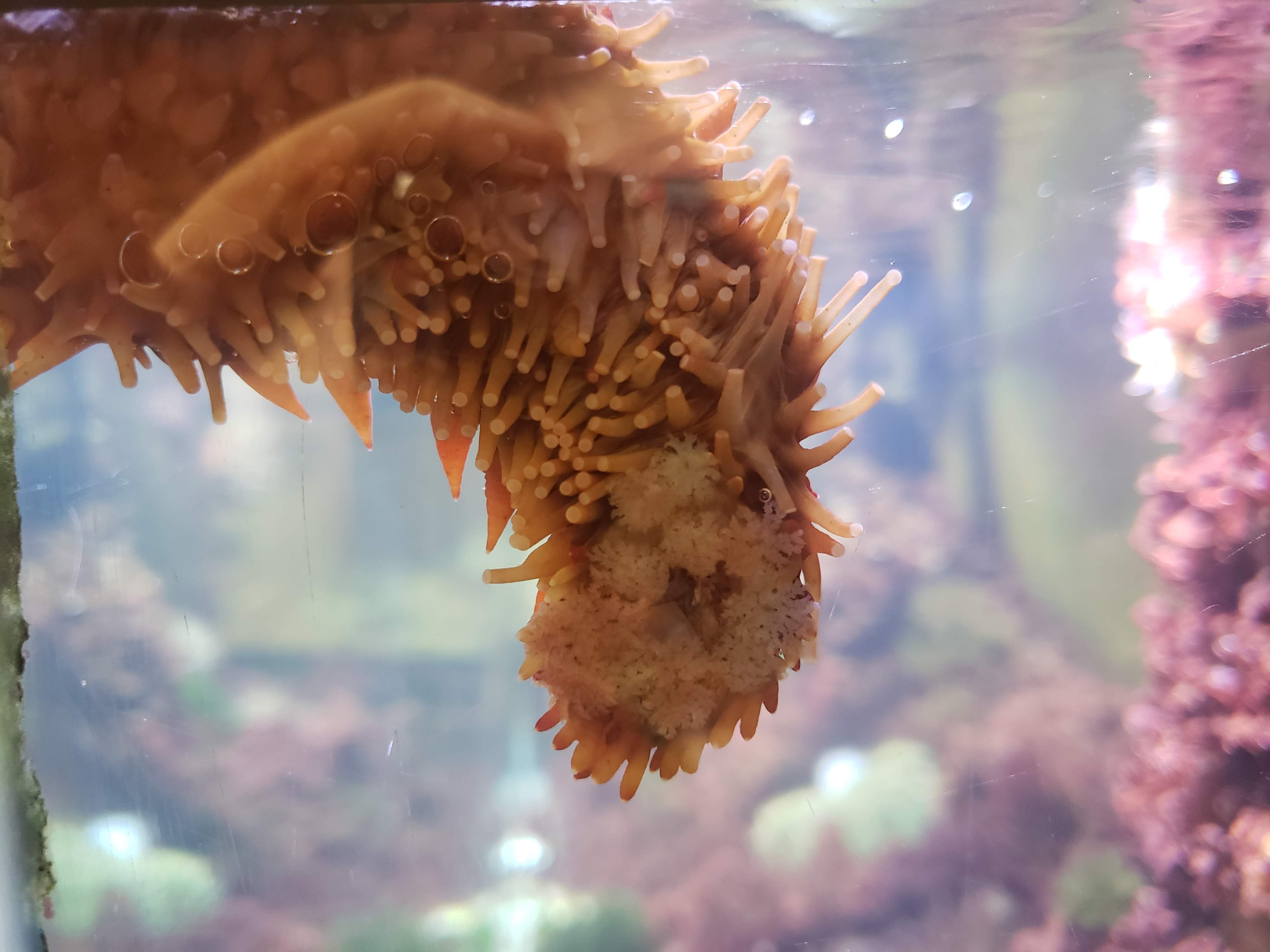 Photo of a giant Californian sea cucumber's mouth, with many of its white, frond-like feeding tentacles pressed against the aquarium glass.